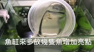 8寸小魚缸如何DIY強化外掛過濾器，增加硝化菌穩定水質