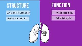 Structure vs Function in Biology-How are they different