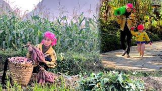 Mom dug sweet potatoes to prepare the land for the new crop then bought nets to make a duck coop.