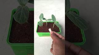 Grow plants faster in cocopeat#shorts #plants #grow #gardening