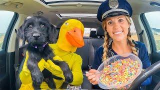 Police Surprises Rubber Ducky & Puppy with Car Ride Chase!