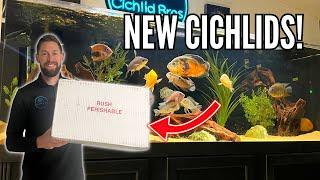 Unboxing NEW BIG CICHLIDS for the 180G South American Cichlid Tank!