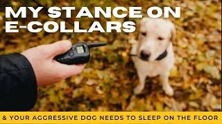 Misuse of e-collars is a big problem & if your dog should sleep in your bed