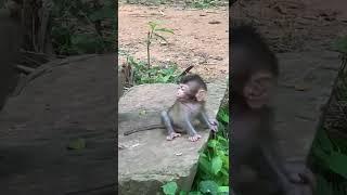 Baby monkey crying I Crying