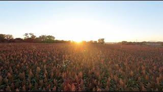 2024-09-29 - Milo - FPV Drone Footage - Stagemeyer Farms -Golden Hour- Holbrook, NE Wild Horse Creek