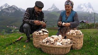 From the Mountain ️ to the Table ️: Mushroom  Season in the Mountains of Shahdag