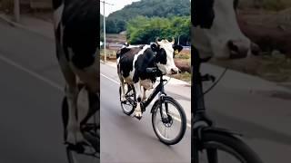 Cow Ne Cycle Chaliye  #shorts #funny #cow