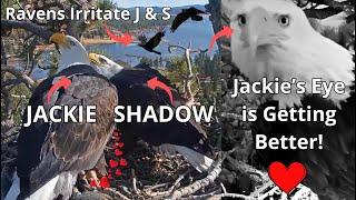 Jackie & Shadow: Irritating Ravens, 2 Dates With Beaky Kisses, Jackie's Eye is Better & Fiona️