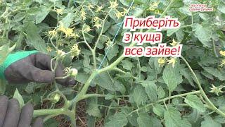 How to form low-growing tomatoes on three stems. We remove all the excess!