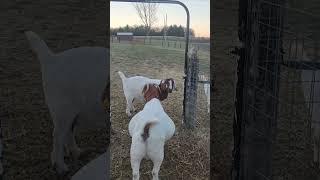 Morning Preg Check#goats #goatfarming #goatfarm #farming #goat#goatlife#goatlovers