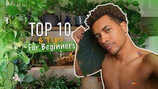 Top 10 Best Indoor Plants That Look Amazing for Beginners | Plant Daddy