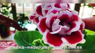 4种花真“古怪”，不爱阳光不爱肥，浇点水就能长得旺，适合家养