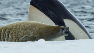 Killer Whale's Extraordinary Hunting Technique | Frozen Planet II | BBC Earth