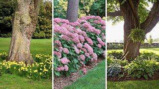 Top 5 Best Plants to Grow Under Trees | Garden Trends 