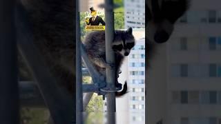 Он сбежал прямо с экрана кино 