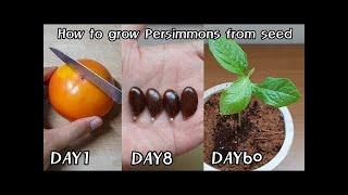 How to grow Persimmons from seed | Home & Garden