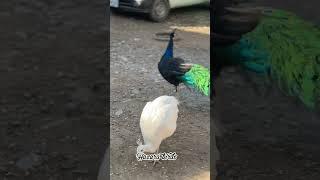 One of the most beautiful bird || peacocks 