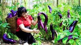 How to Harvest Eggplant, goes To Market Sell - Harvesting and Cooking |Tieu Vy Daily Life