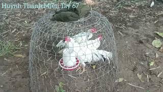 Sáng ra phát hiện một em g.à bệnh