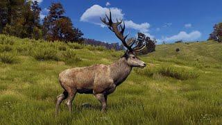 Way Of The Hunter: 5 Star Red Deer (w/ the Compound Bow)