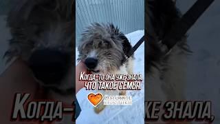 Когда-то она уже знала, что такое семья | Грейс #приют #животные #омскиехвостики #помощь #добрыедела
