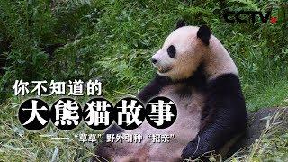 《你不知道的大熊猫故事》“草草”野外引种“招亲” | CCTV纪录