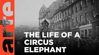 Fritz, the Elephant - A Tragic Story | ARTE.tv Documentary