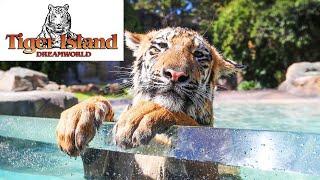 Tiger Island - Dream World - 4K - Bengal & Sumatran Tigers - Sony AX53