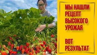 Мы нашли рецепт высокого урожая клубники.Вот результат