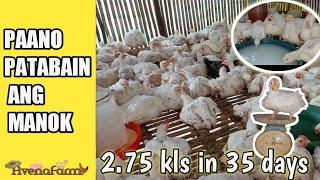 PAANO PATABAIN ANG 45 DAYS MANOK O BROILER | Broiler Weight Gain Tips