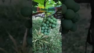 Grow Tasty Grapes  in 3 easy Steps, in your Home  . #shorts #garden #trending #grape #farming