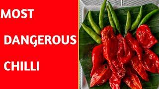 World most dangerous  Chilli.//Fact video//amazing fact//crazy Fact//#Short