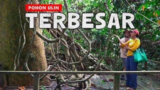 WOW! ONLY IN INDONESIA, MORE THAN 1000 YEARS OLD IN EAST KUTAI