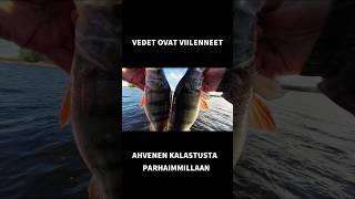 Syksy on hyvää aikaa ahvenenkalastajalle  #kalastus #ahven #fishing