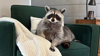 YOU CAN'T HANDLE A PET RACCOON