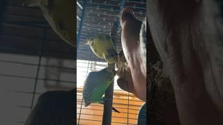 Budgie feeding  #budgie #budgie_videos #budgielove #pets #animallover #explore #wander #explorer