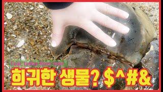 델라웨어에 한국사람들이 가장 좋아하는 Tog fish가  가장 많이 나오는 곳을 방문, Indian River Inlet visiting, 한여름 몇백명의 낚시꾼중 한국인이 80%