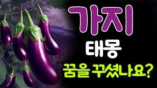 가지꿈해몽과 태몽 알아보기 #가지꿈 #태몽