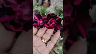 FLORES DE ROSA DO DESERTO.