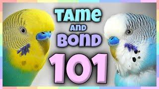 How to Bond, Tame and train your Bird | the ULTIMATE Guide