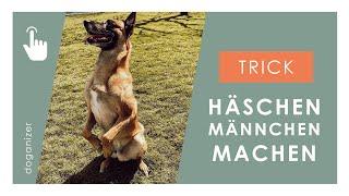 Hund Männchen beibringen | Häschen machen schnell lernen | Trick