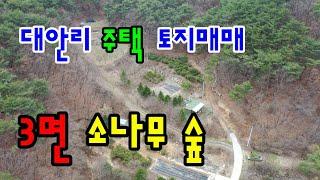 원주시 흥업면 대안리 3면 소나무 숲속 주택 &토지매매