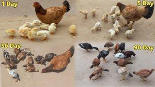 Aseel Chicks Growth Day By Day ( 1 Day To 90 Days ) New Video