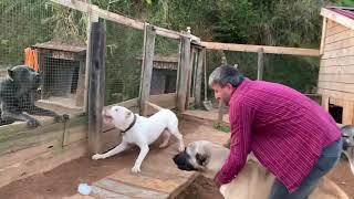 CANECORSO VS KANGAL (DOG FİGHT)