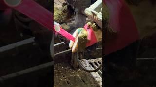  Healthy Cows Start from the Hooves – See Expert Trimming in Action ️