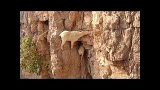 ¡¡¡ Estas CABRAS de montaña Desafían a la MUERTE !!!