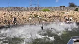 Asian carp jumping in Kentucky