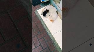 Poor Cat Died near my office   #cat #death #shorts #youtubeshorts