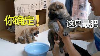 同窝田园犬奶狗胖瘦不均，主人挨个称重，真假胖子立马现形！