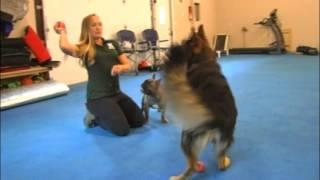 Neuman K9 Academy's innovative Dog Training flooring system from Greatmats